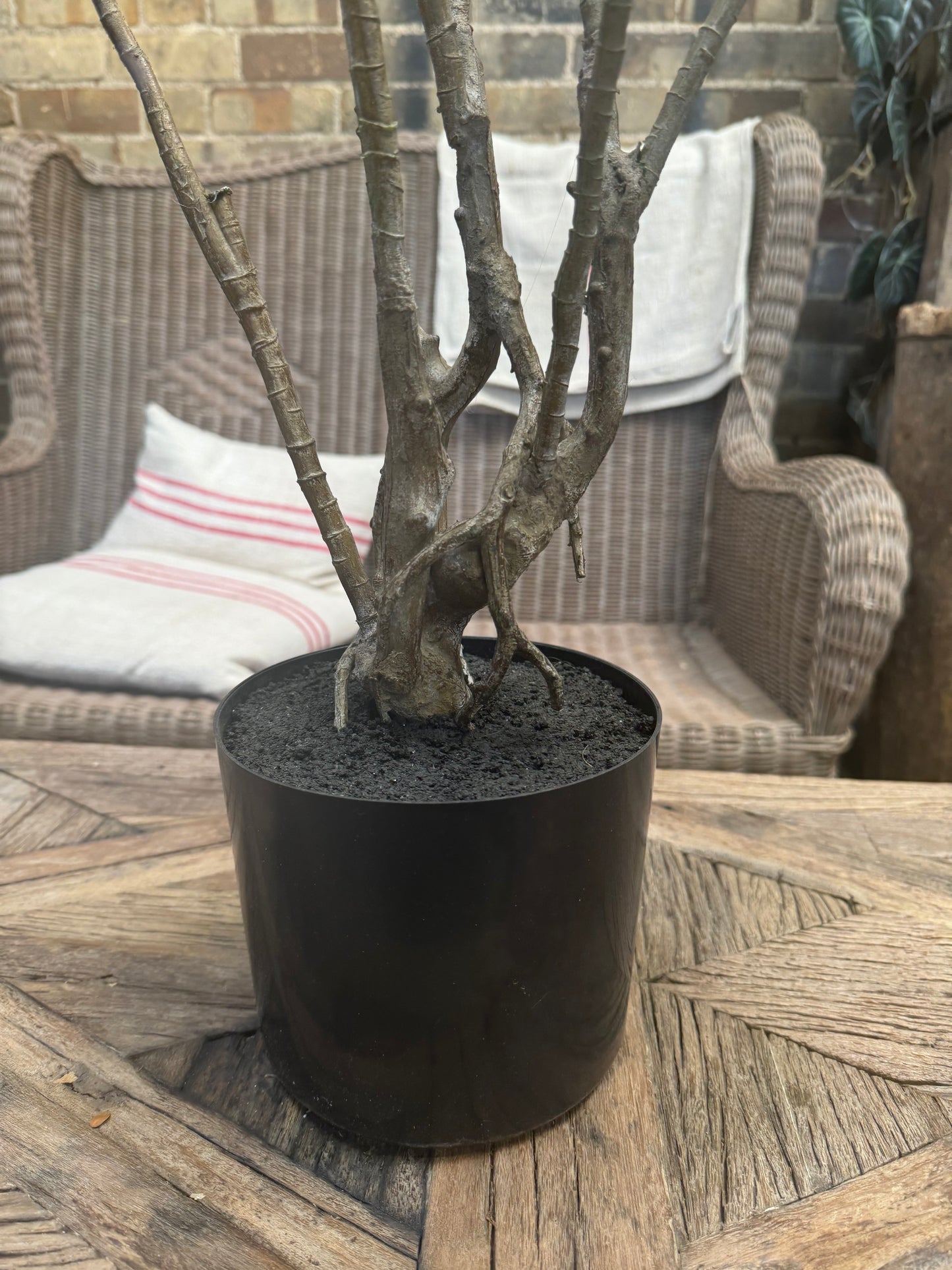 40440 Dragon Leaf Plant