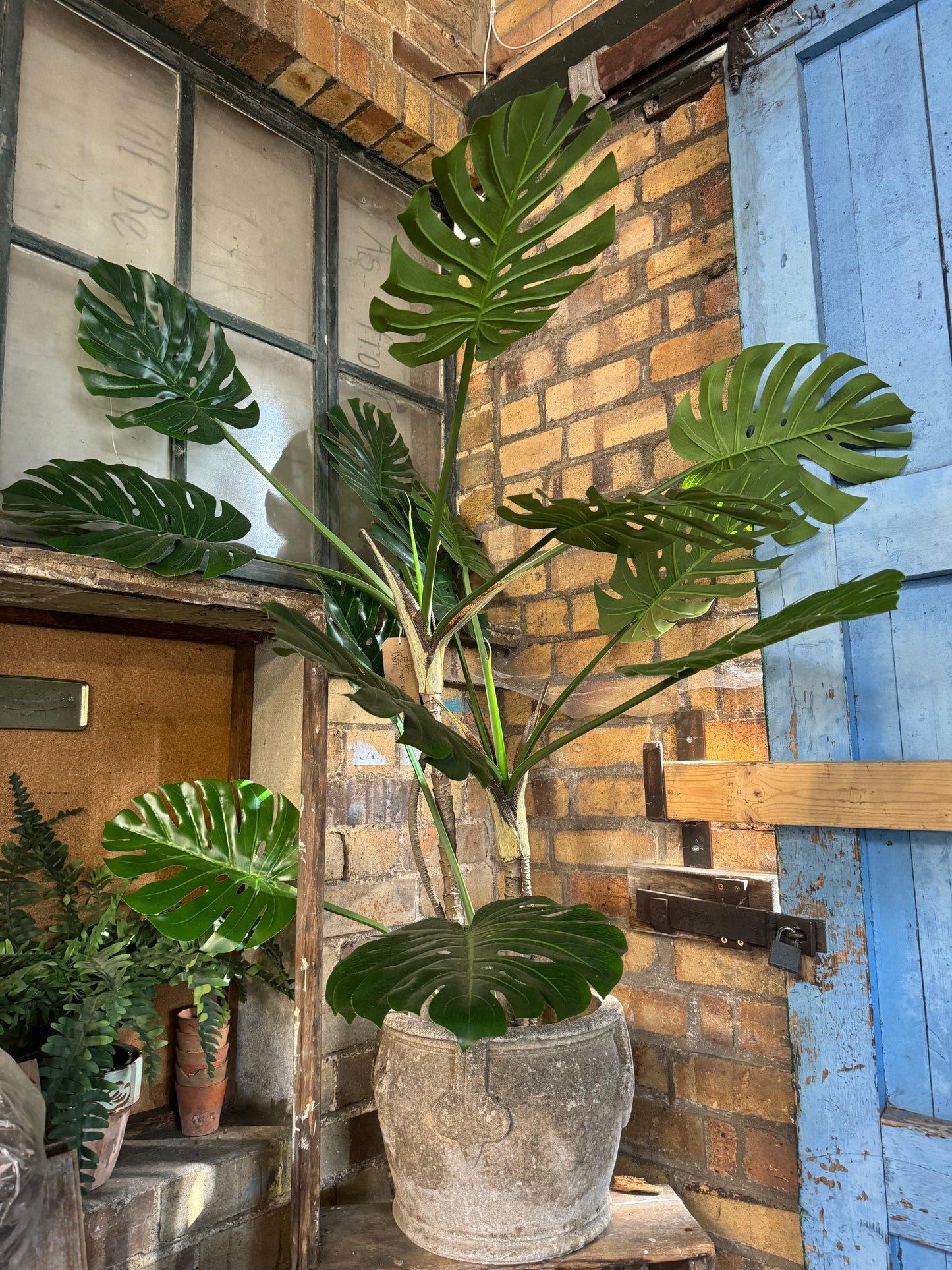 40564 Large Monstera