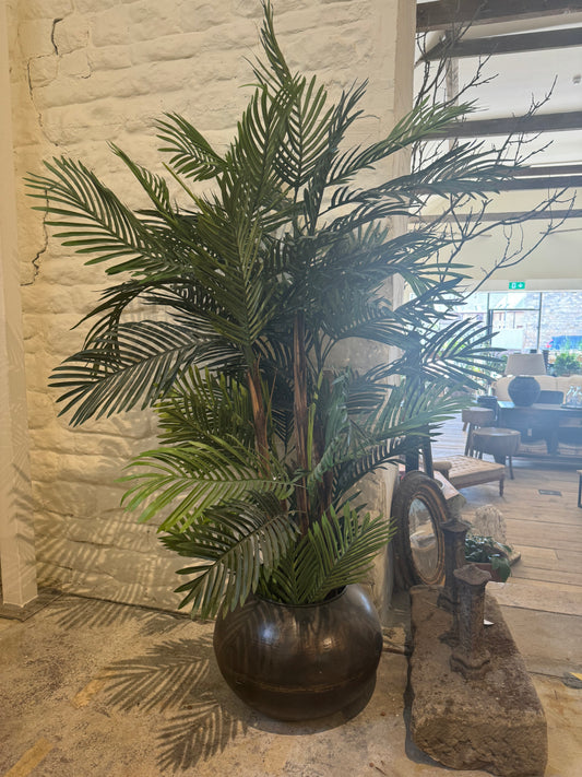 40564 Areca Palm